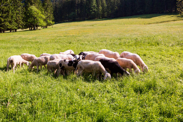 istock Sheep Grazing in a Meadow 1220423140