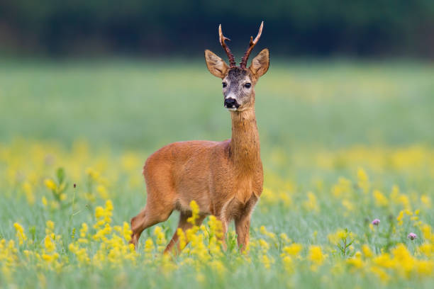 istock Dominant roe deer buck from front view on a meadow with flowers 1220423180