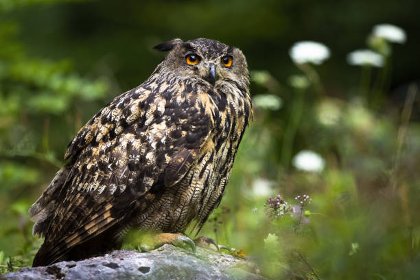 Huge eurasian eagle-owl sitting on a rock in summer forest Huge eurasian eagle-owl, bubo bubo, sitting on a rock in summer forest with wildflowers in background. Massive owl with big orange eyes resting still between tall vegetation from side view. eurasian eagle owl stock pictures, royalty-free photos & images