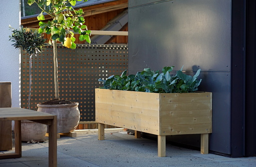 view of a wooden raised bed with growing vegetables on a balcony / terrace