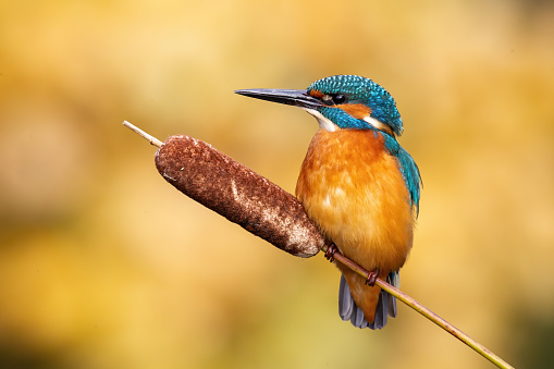 Calm male common kingfisher, alcedo atthis, sitting still on bulrush reed on a sunny day. Attractive wild animal with feathers, beak and tail in nature front view.