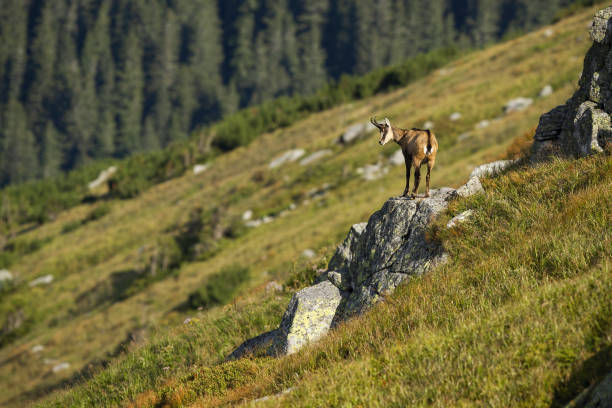 istock Energetic tatra chamois looking down from a rocky cliff it climbed in mountains 1220423640