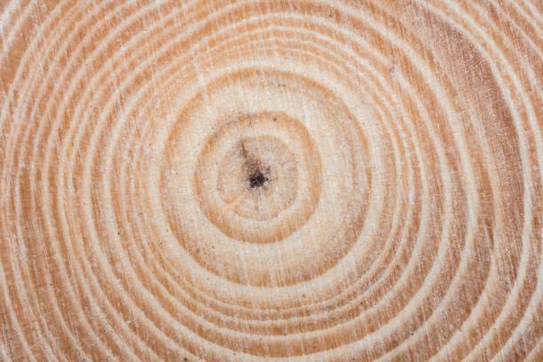 istock Wooden tree cut surface with organic tree rings 1220423933