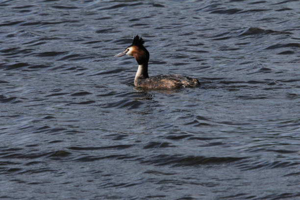 istock a grebe is swimming in the water 1220423957