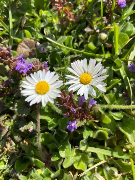 istock Daisies in the garden 1220424061