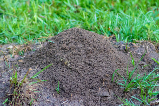 Fire ant hill in grass stock photo