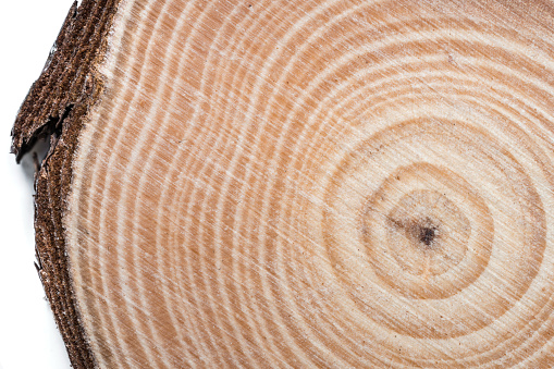 Cross-section of weathered tree with annual growth rings