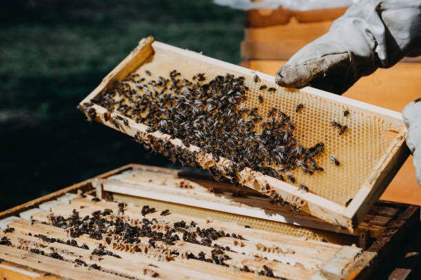 istock The beekeeper holds a honey cell with bees in his hands. 1220424899