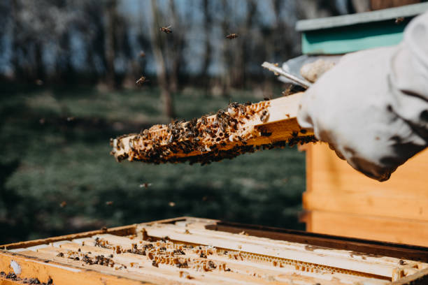 istock The beekeeper holds a honey cell with bees in his hands. 1220425203