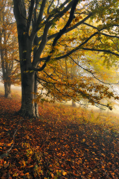 istock autumn forest. mysterious forest in the Carpathian mountains 1220425565
