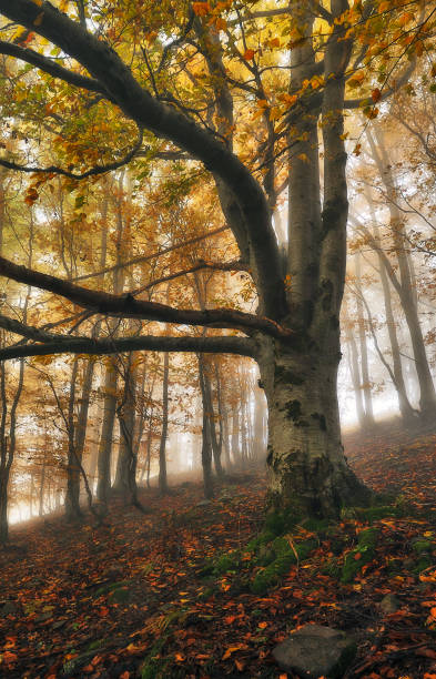 istock autumn forest. mysterious forest in the Carpathian mountains 1220426398