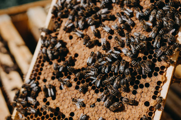 istock The beekeeper holds a honey cell with bees in his hands. 1220426514