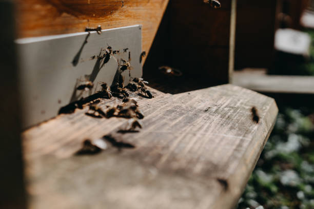 istock The beekeeper holds a honey cell with bees in his hands. 1220426650