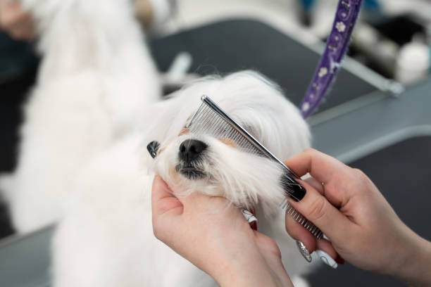 istock Grooming animals, grooming, drying and styling dogs, combing wool. Grooming master cuts and shaves, cares for a dog. Beautiful Bolonka Bolognese 1220427032