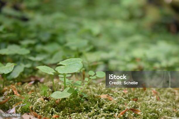 Growth Stock Photo - Download Image Now - Beauty, Environment, Flower