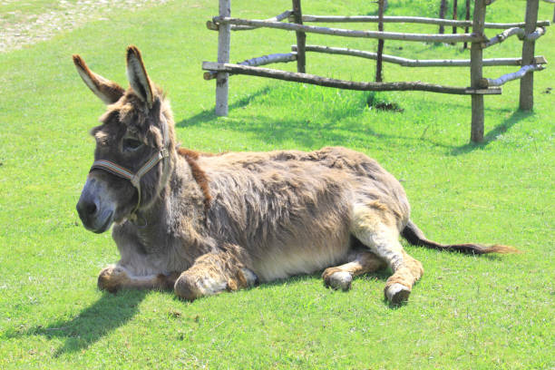 Cute brown gray donkey on a green meadow in summer or spring.