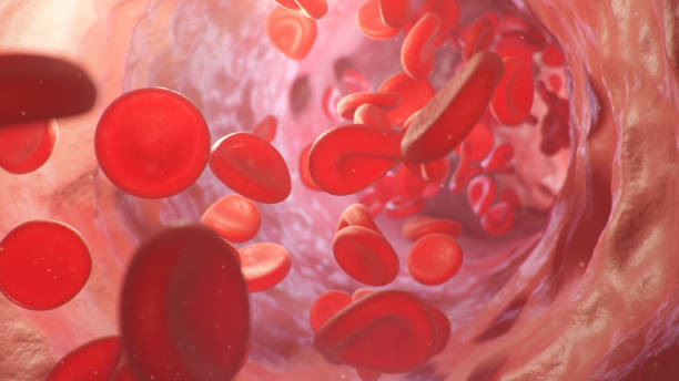 Red blood cells move inside the artery. Red blood cells carry nutrients for the whole body, for example, oxygen. Medical science illustration. Red blood cells move inside the artery. Red blood cells carry nutrients for the whole body, for example, oxygen. Medical science illustration red blood cell photos stock pictures, royalty-free photos & images