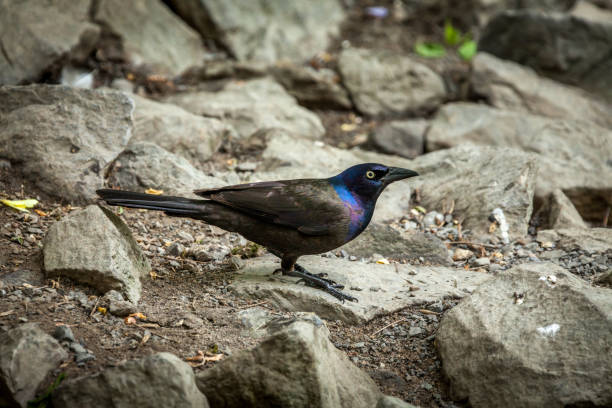 istock Beautiful common Grackle on riverbank. 1220430847