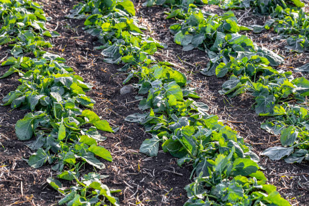 istock sprouts of winter rapeseed in spring 1220432120