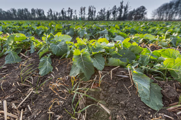 istock sprouts of winter rapeseed in spring 1220432323