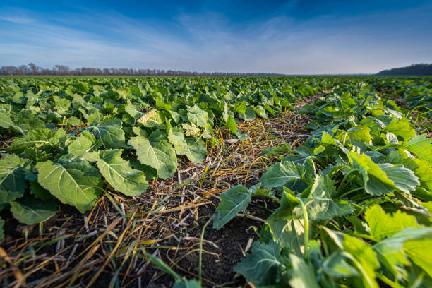 sprouts of winter rapeseed in spring - covering imagens e fotografias de stock