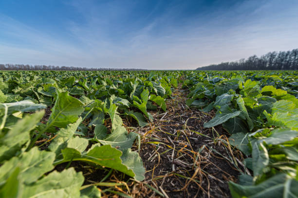 istock sprouts of winter rapeseed in spring 1220432346