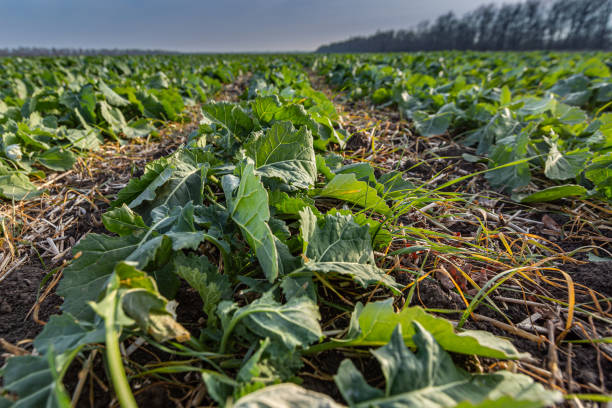 istock sprouts of winter rapeseed in spring 1220432351
