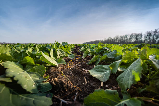 istock sprouts of winter rapeseed in spring 1220432360