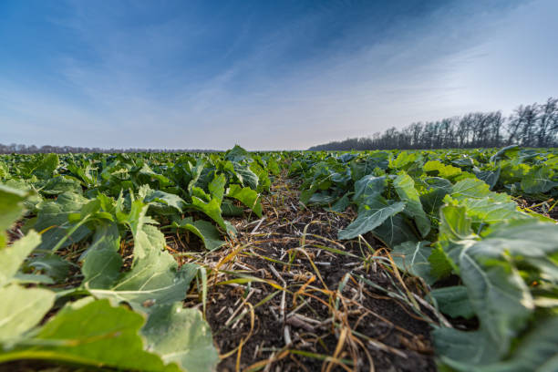 istock sprouts of winter rapeseed in spring 1220432387