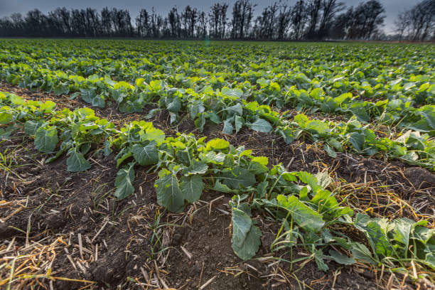 istock sprouts of winter rapeseed in spring 1220432410