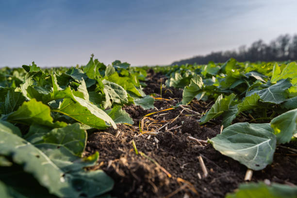 istock sprouts of winter rapeseed in spring 1220432432