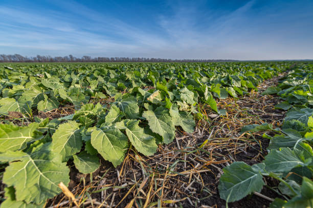 istock sprouts of winter rapeseed in spring 1220432450
