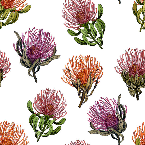 Seamless pattern with exotic pincushion protea flowers. Seamless pattern with exotic Pincushion Protea flowers. Vector illustration isolated on white background. telopea stock illustrations
