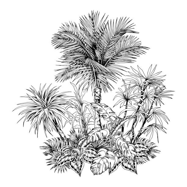 ilustrações de stock, clip art, desenhos animados e ícones de tropical composition with sketchy palm trees and ornamental leaves. - oasis of the seas