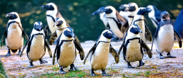 пингвины гумбольдта - humboldt penguin стоковые фото и изображения