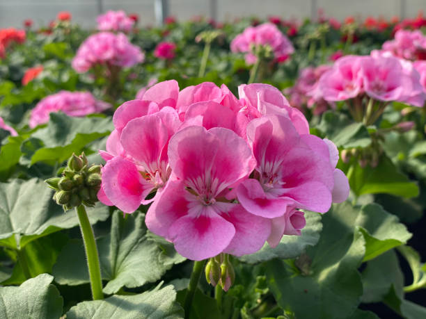 istock Hot Pink Geranium with Soft Pink Edges 1220434438