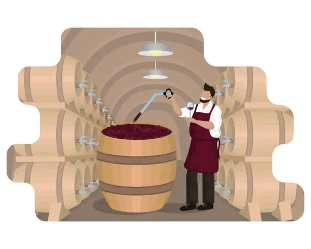 Vector illustration of Male winemaker checks wine during fermentation process in large wooden vat at wine cellar with oak barrels