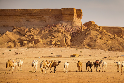 Dromedary Camel herd at the Souq Al Jamal camel market in Riyadh Saudi Arabia on a sunny day.