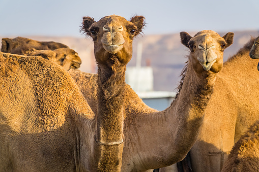 sad camel in the uzbekistan