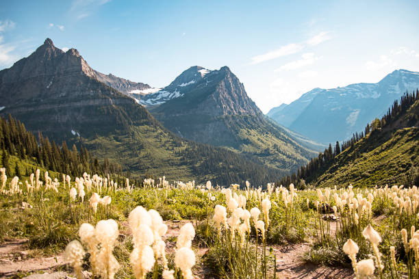 z malowniczego krajobrazu roztacza się widok na park narodowy rocky mountain range of glacier w montanie. duże błękitne niebo i trawa niedźwiedzia w rozkwicie. ogromny cel turystyczny. zdjęcie zdjęte going to the sun road. - mountain montana mountain peak mountain range zdjęcia i obrazy z banku zdjęć