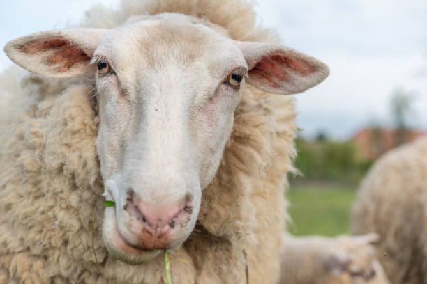 istock Sheep portrait in a pasture in spring 1220440212