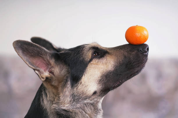 das porträt eines jungen osteuropäischen schäferhundes, der drinnen posiert und eine orangefarbene mandarine auf der nase hält - einen trick durchführen stock-fotos und bilder