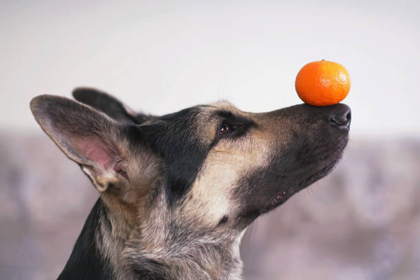 The portrait of a young East European Shepherd dog posing indoors holding an orange tangerine on its nose The portrait of a young East European Shepherd dog posing indoors holding an orange tangerine on its nose alternative pose photos stock pictures, royalty-free photos & images