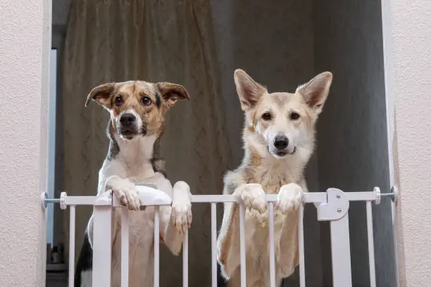 Photo of Cute dogs standing near safety gate in apartment