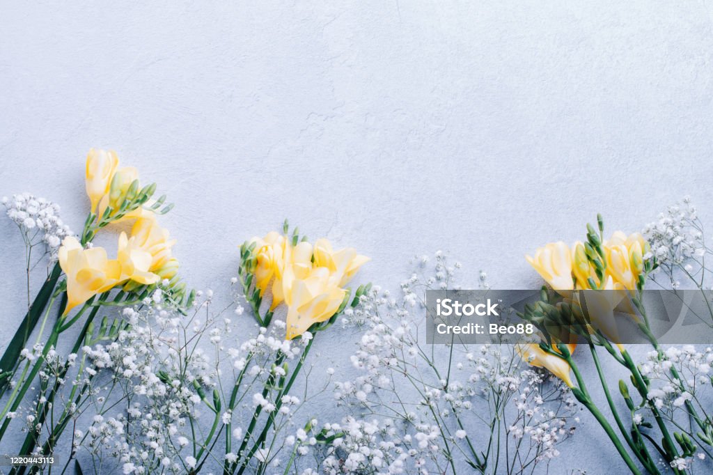 Yellow Freesias with Gypsophila Yellow Freesias with Gypsophila