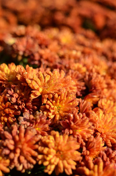 istock Orange flowers covered with drops of dew 1220444034