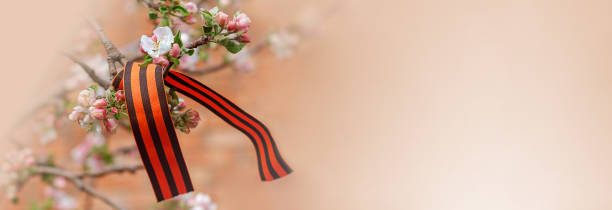 st. george ribbon on a branch of a flowering apple tree. great victory symbol, victory day. banner. - efflorescent imagens e fotografias de stock