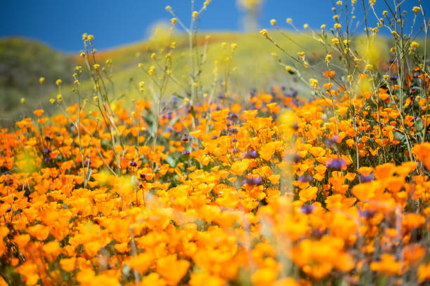 istock Bloom beautiful flower in California 1220445584