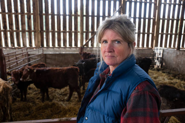 istock A female cattle farmer inside a barn with calves. 1220445673