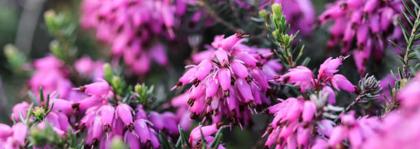 Pink Erica carnea flowers (winter Heath) in the garden after rain in early spring Pink Erica carnea flowers (winter Heath) in the garden after rain in early spring. Floral background, botanical concept erica flower stock pictures, royalty-free photos & images